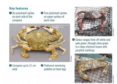 新西兰发觉皮皮虾